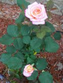 Roses in April 2011